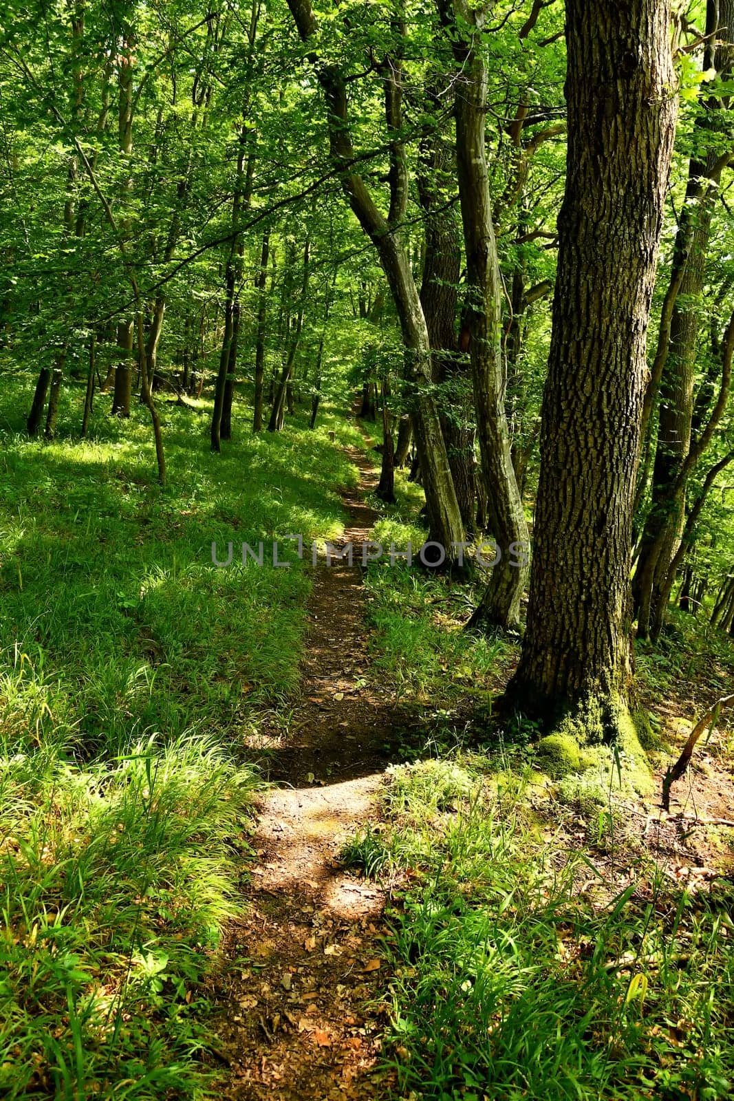 Forest way in sunny light