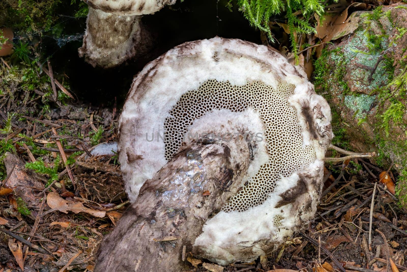 Detail shot of the bottom of a Old Man of the Woods Mushroom Strobilomyces strobilaceus in the moss