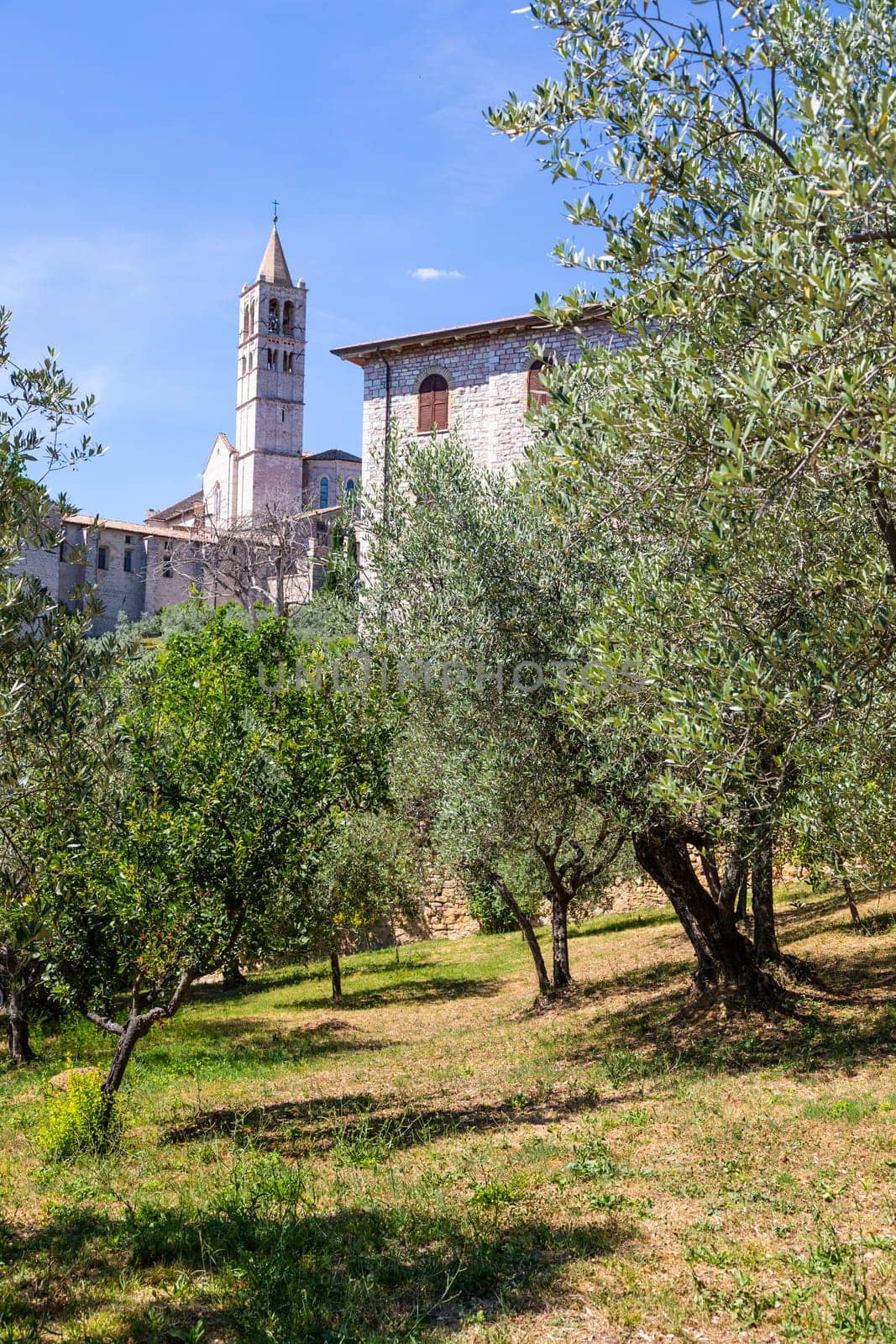 Olive trees in Assisi village in Umbria region, Italy. The town is famous for the most important Italian St. Francis Basilica (Basilica di San Francesco)