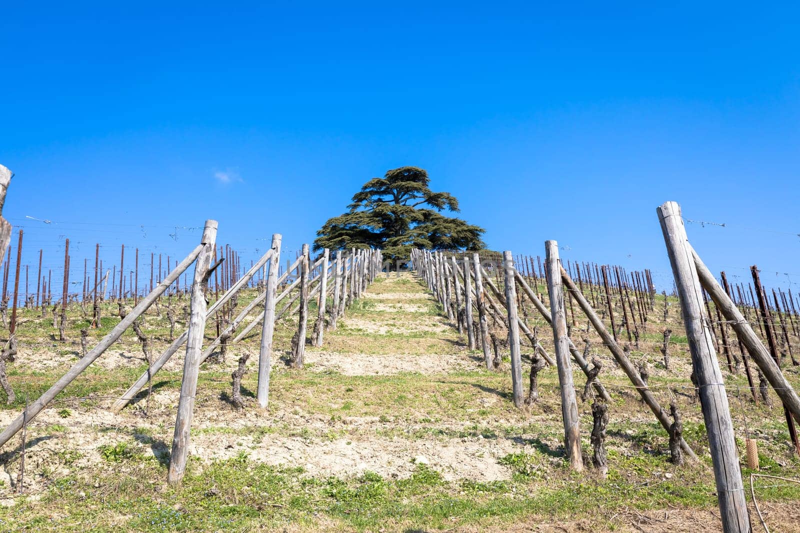 Barolo and Barbaresco countryside in Piedmont region, Italy. Vineyard with grapes cultivation for red wine.