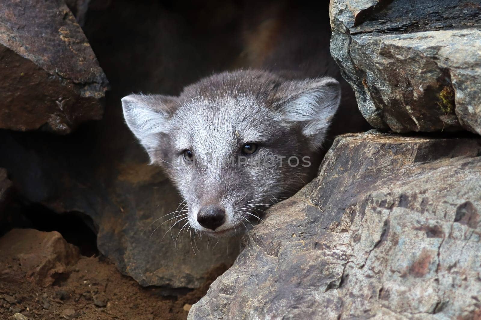A artic fox cub peaks out a rocky den.