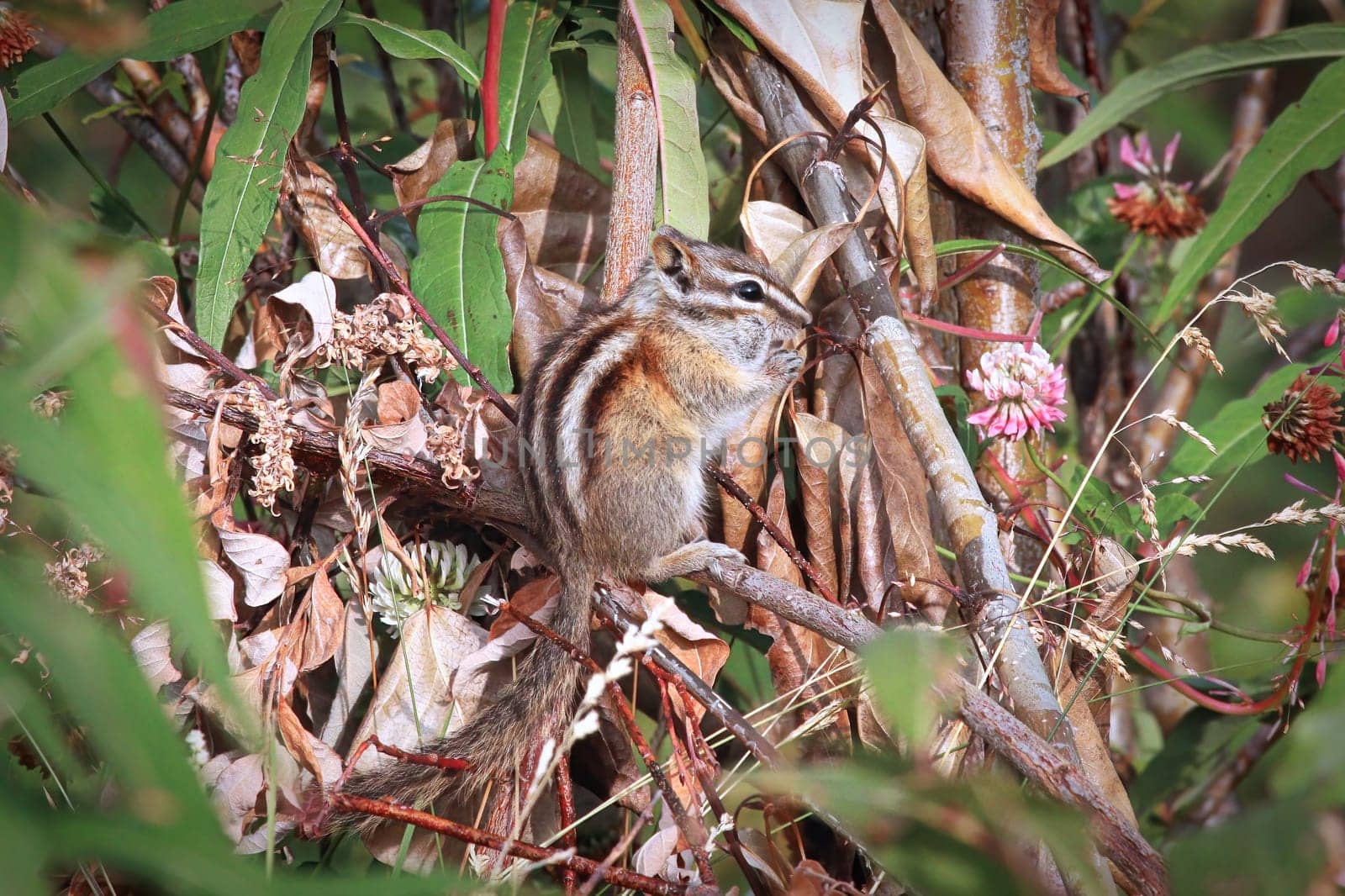 Closeup of the Least Chipmunk Tamias Minimus.