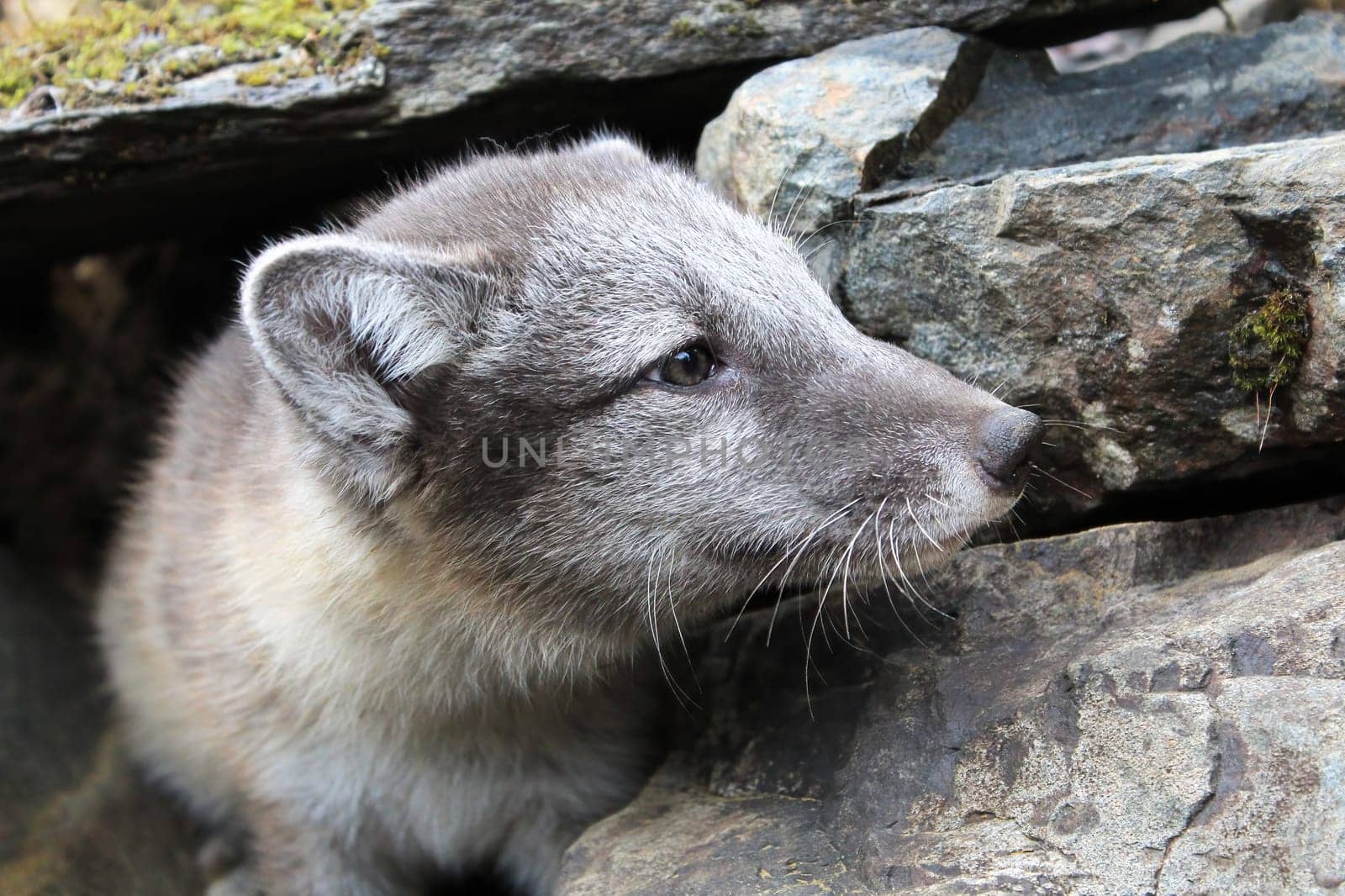Closeup of the face of an artic fox pup.