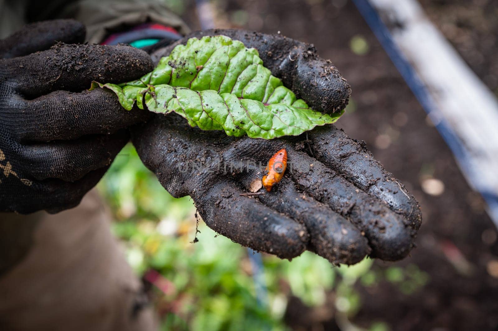 farmer's hands showing an insect picked up from the earth called a pupa