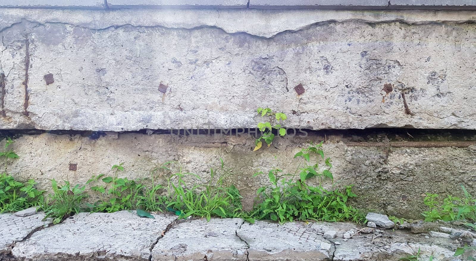 green grass on a gray concrete wall background, uneven wall surface and grass, background image. Gray concrete wall with grass floor texture for background design