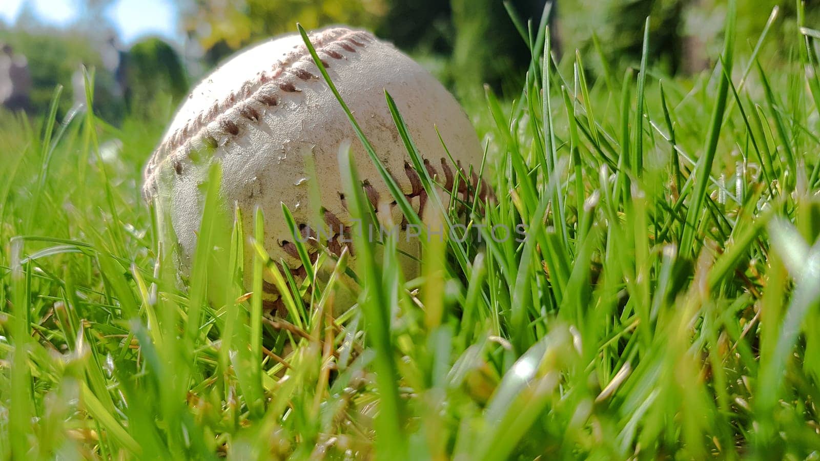 White old baseball ball on fresh green grass with copy space closeup. American sports baseball game