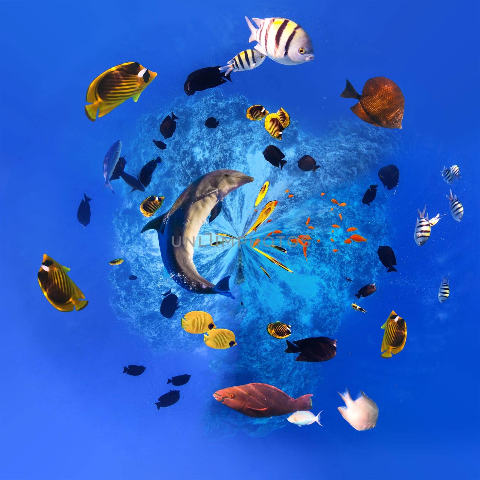 Underwater world. Coral reef and fishes in Red sea at Egypt - creative contemporary collage