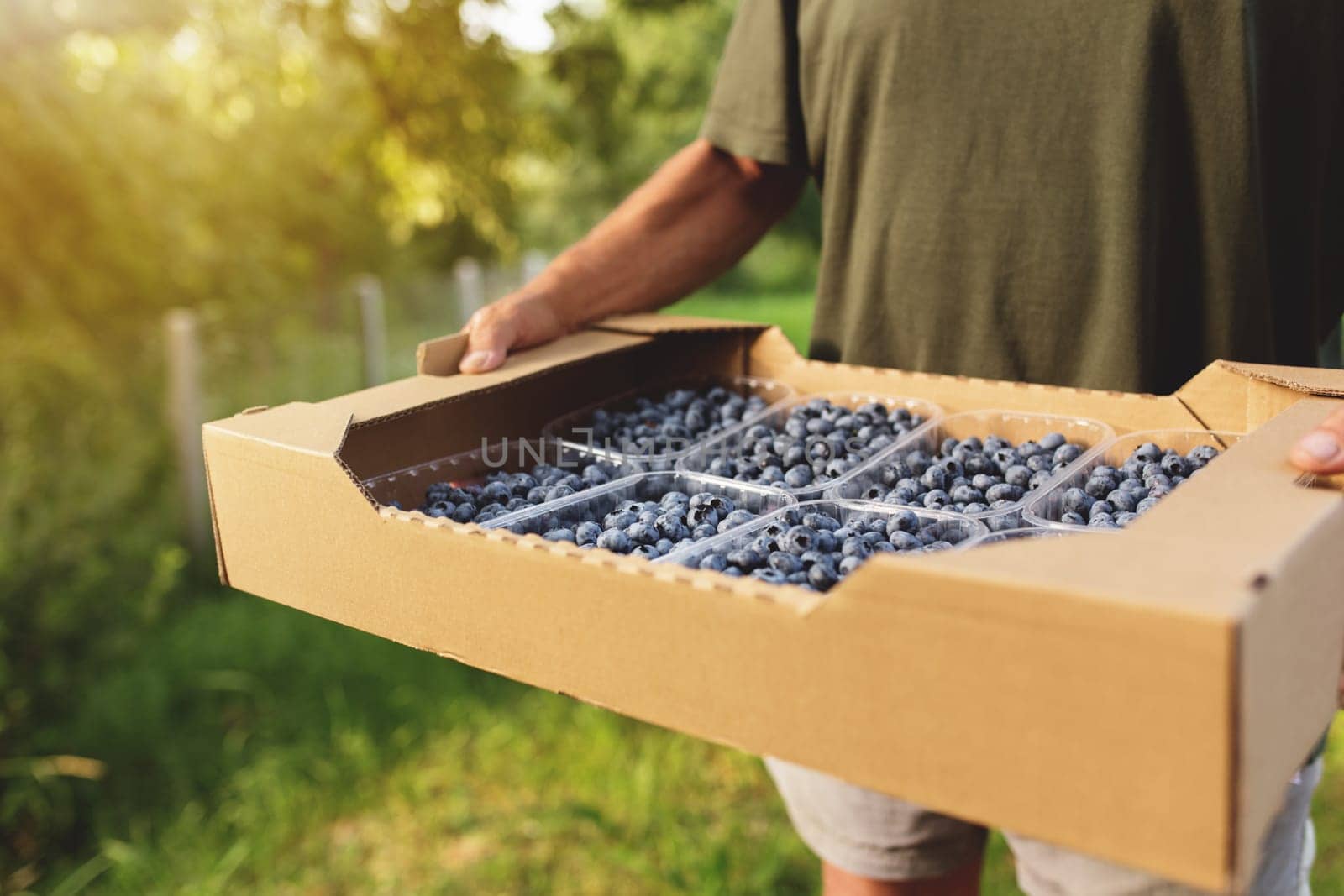 Senior man hands holding box with fresh cultivated blueberry. Healthy eating and Alzheimer or dementia healing concept. Farmer cultivating and harvesting blueberry. Agriculture industry business