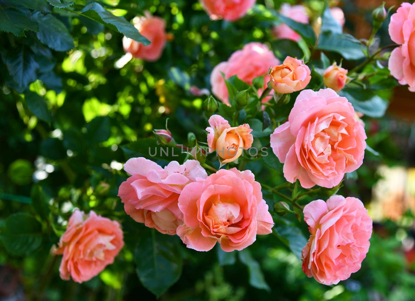fragrant roses