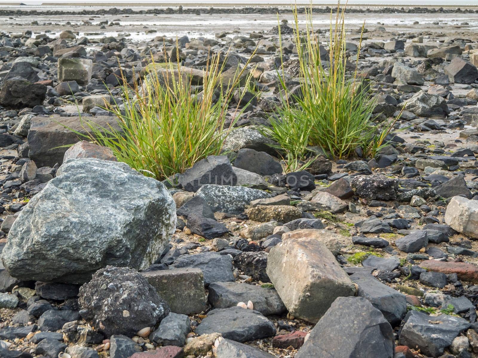 Low angle view of two beach grass plants between larger stones on the German North Sea beach near the salt marshes in autumn at low tide.