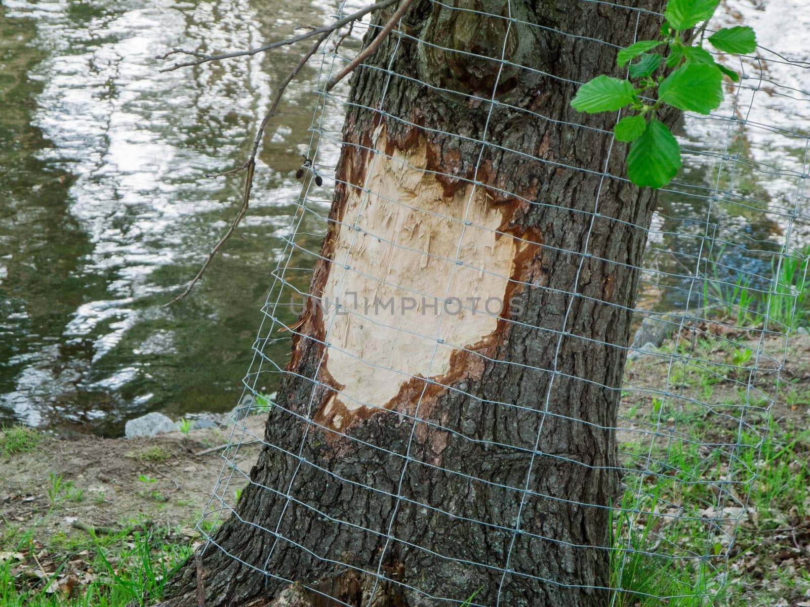 Close-up of a fresh beaver bite with subsequently installed protective grating on the trunk of an alder (lat: Alnus) near a pond in Brandenburg Germany