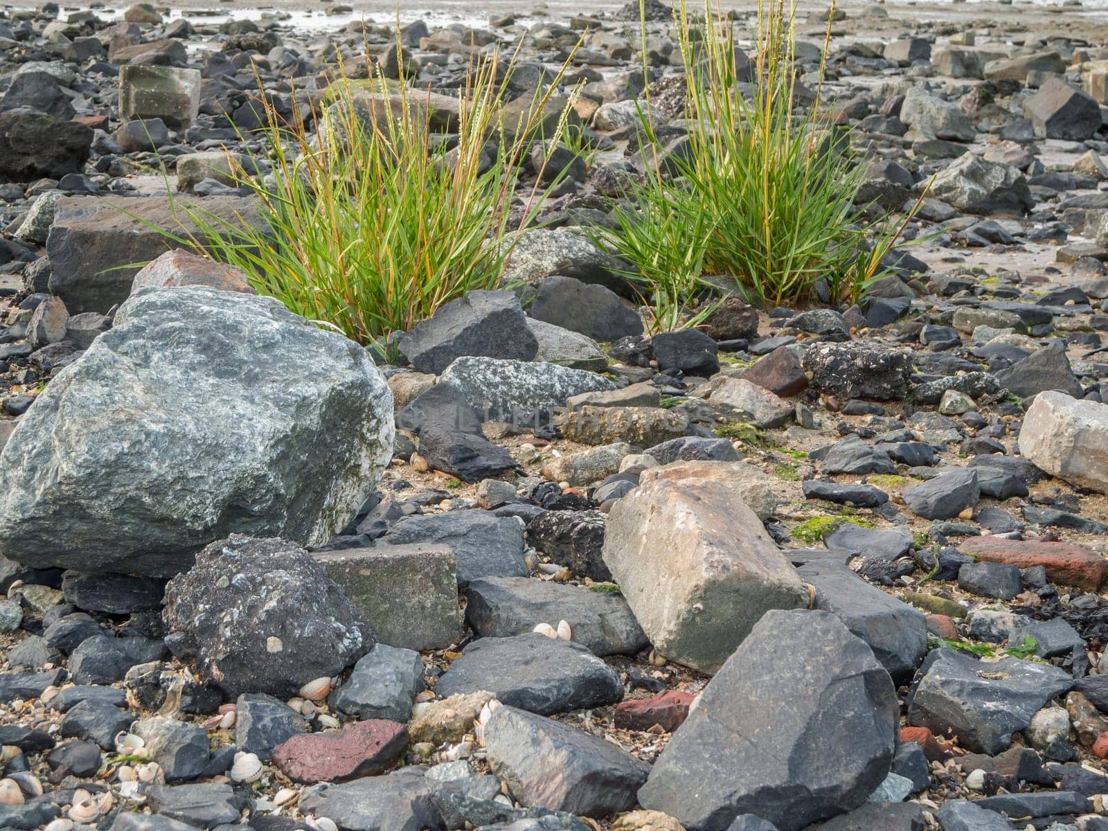 Low angle view of two beach grass plants between larger stones on the German North Sea beach near the salt marshes in autumn at low tide.