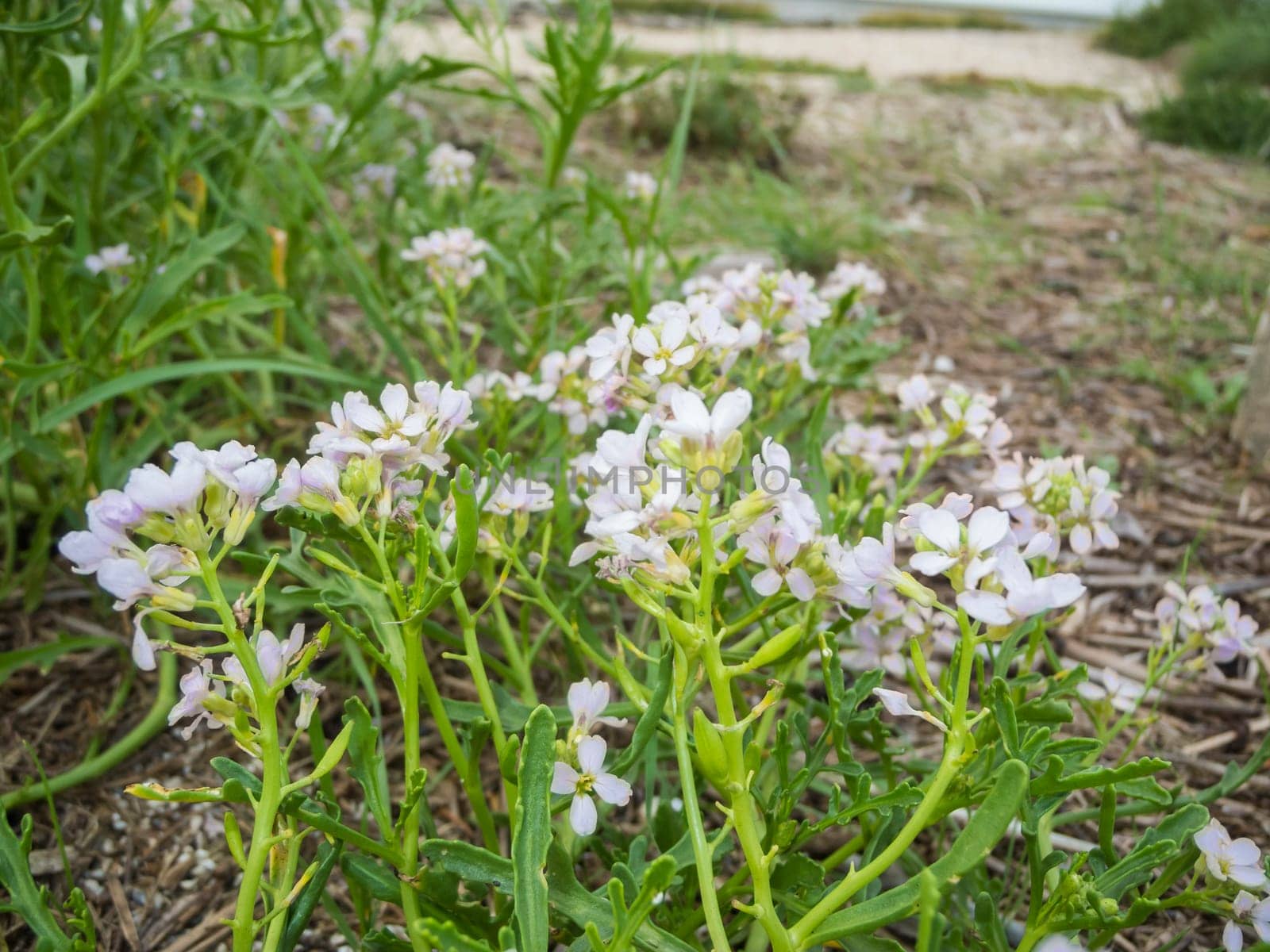 Low angle close-up of a cluster of the European sea mustard plant (Cakile maritima) in full bloom on the north German North Sea beach in August.