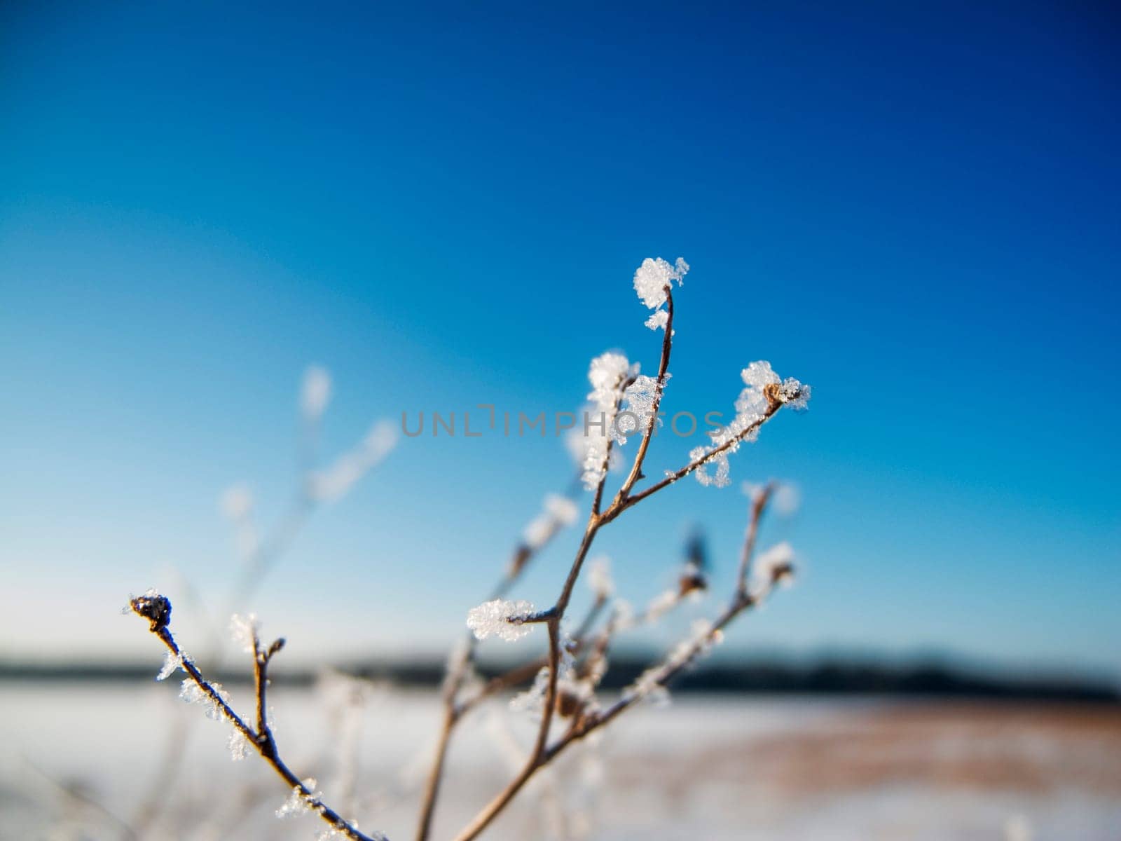Close-up of a leafless branch covered with ice crystals in front of a blurred winter landscape with blue sky and sunshine.