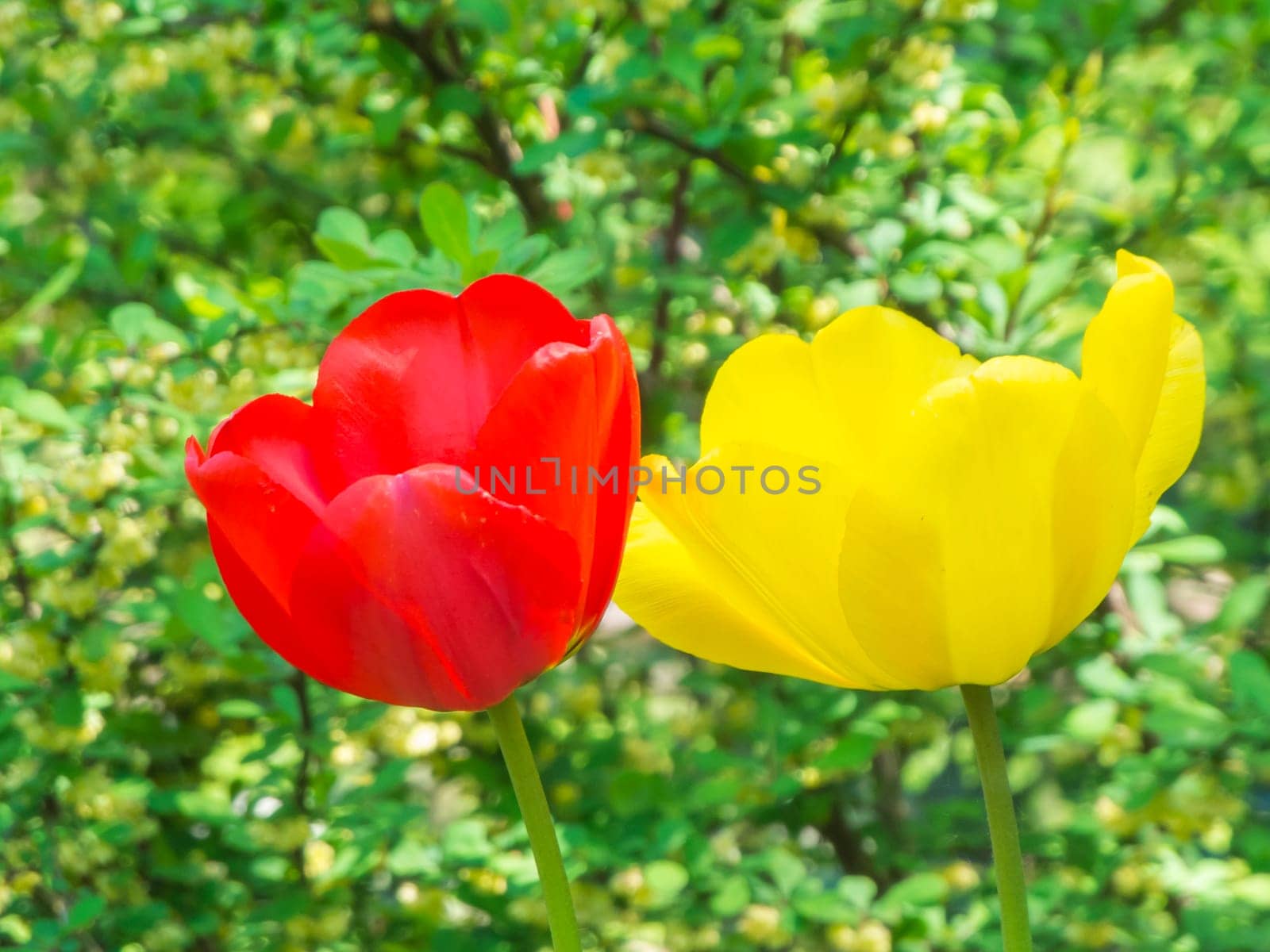 Side close-up of a red and a yellow tulip blossom (lat Tulipa) in front of a natural and sharp background.