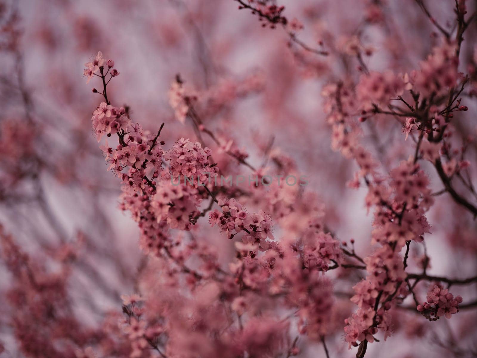 beautiful cherry blossom in spring