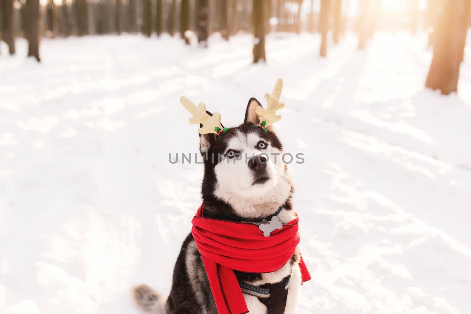 Christmas husky dog in red scarf, deer horns, Santa attire in the snowy forest with sun light beams. Concept of Christmas postcard. A lot of snow in winter forest. High quality photo
