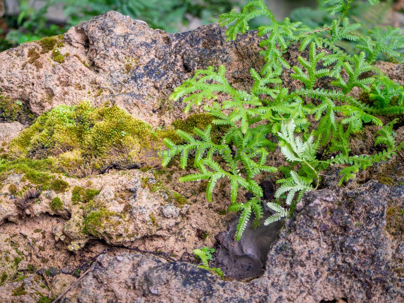 fern and moss and little plant growing on tree and rock