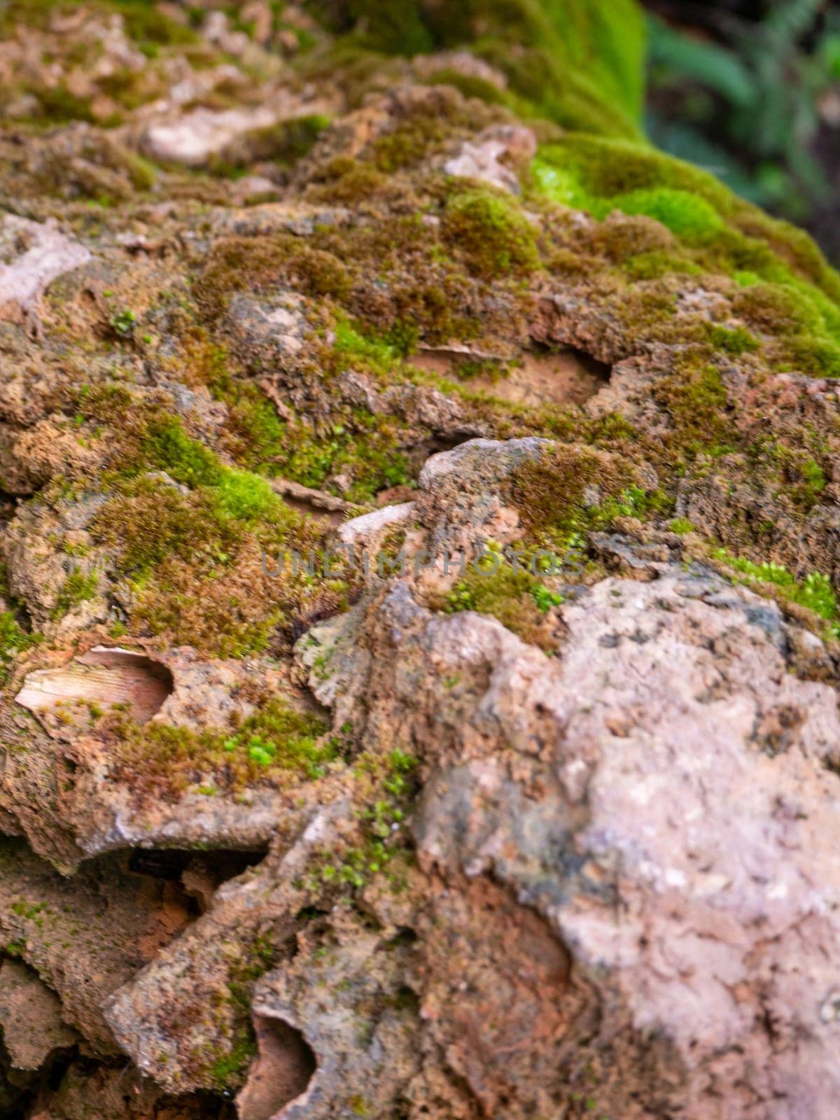 fern and moss and little plant growing on tree and rock