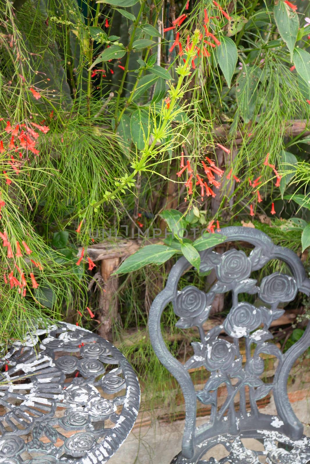 Tropical plant pot sale in green market, stock photo