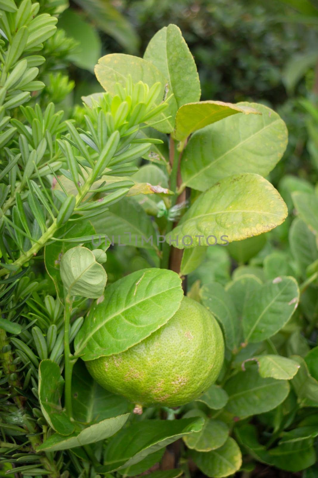Tropical plant pot sale in green market, stock photo