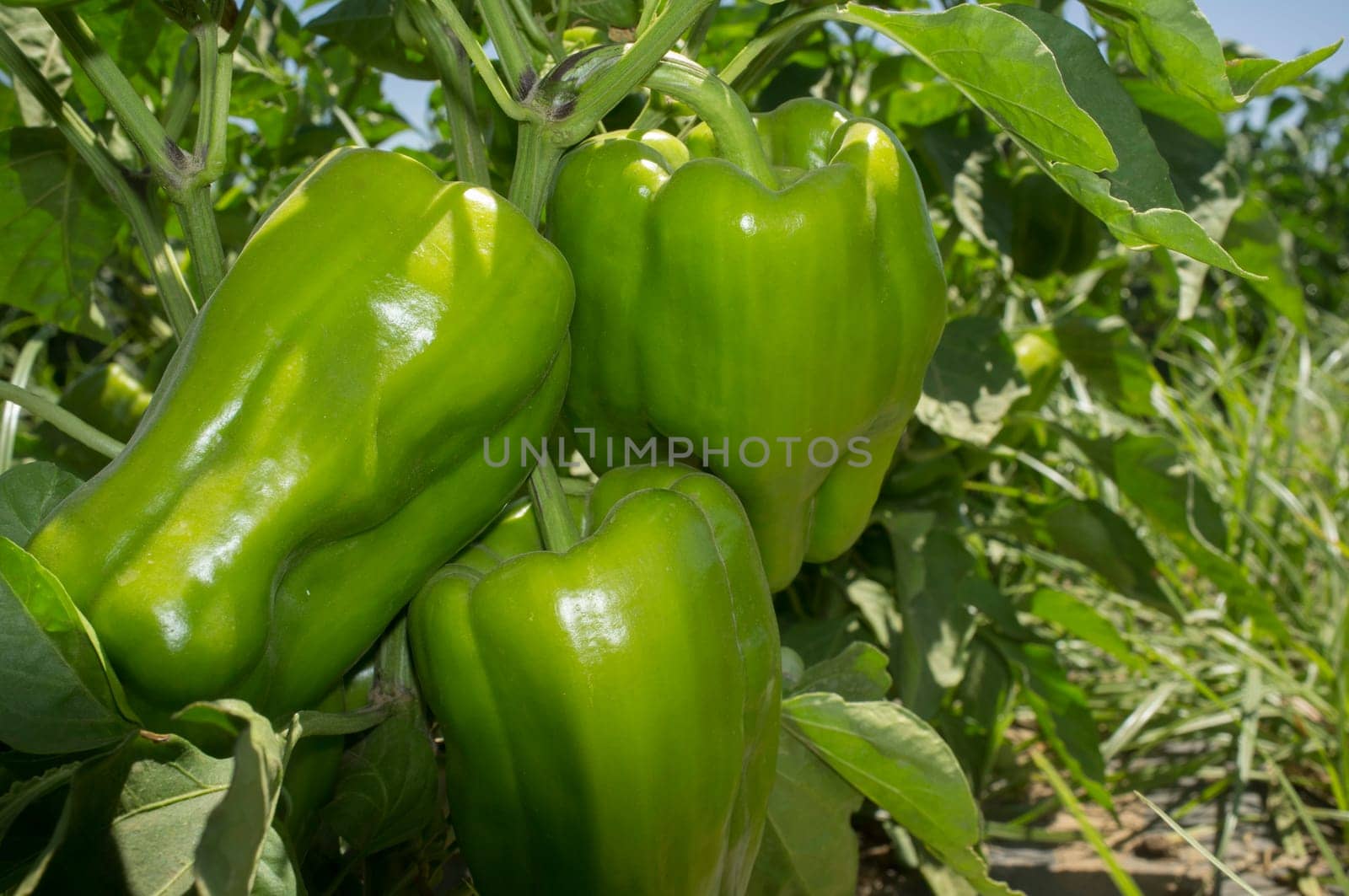 Green Pepper plantation, Lamuyo varieties. Ground view