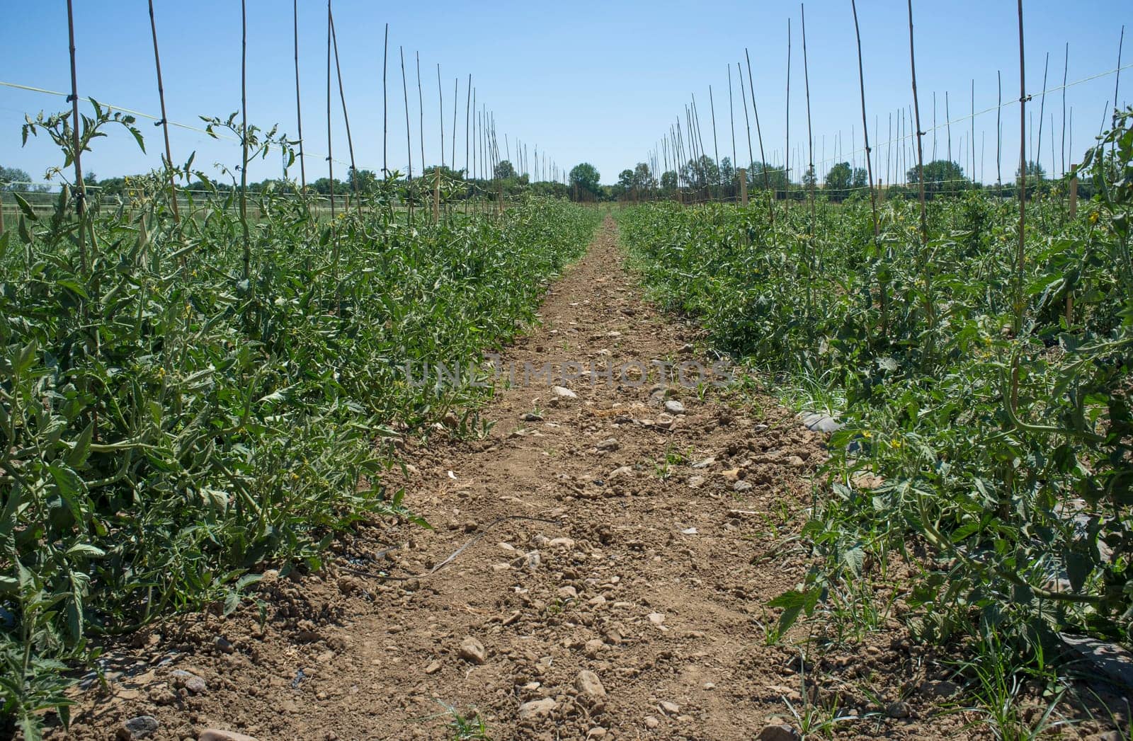 Tomatoes plantation furrows with spalier. Vegas Bajas del Guadiana, Spain