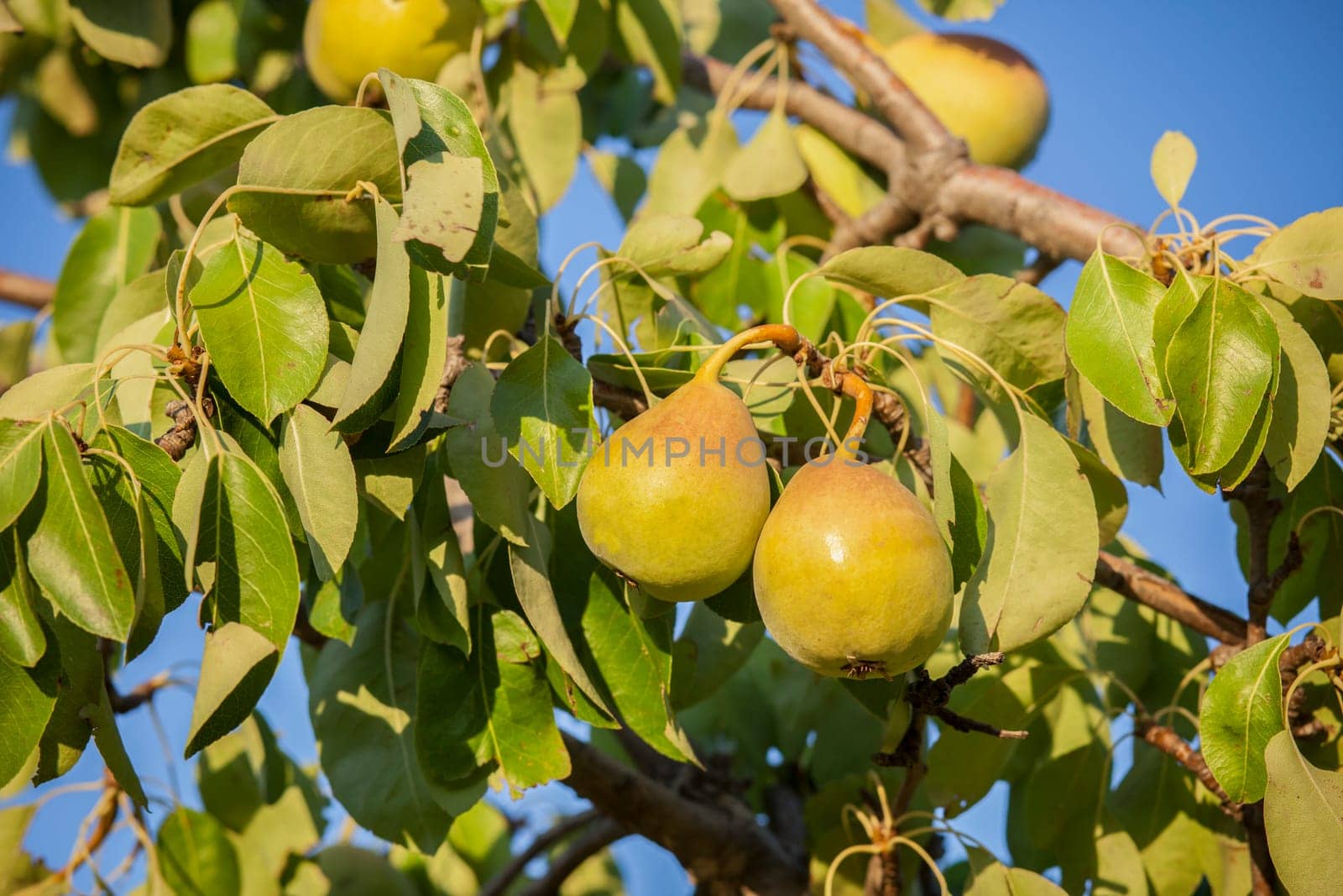 Pear tree branch full of yellow fruits. Blue sunny sky