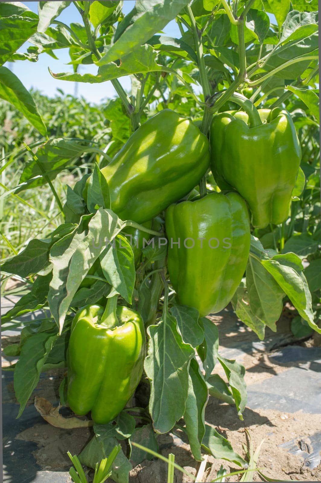 Green Pepper plantation, Lamuyo varieties. Ground view