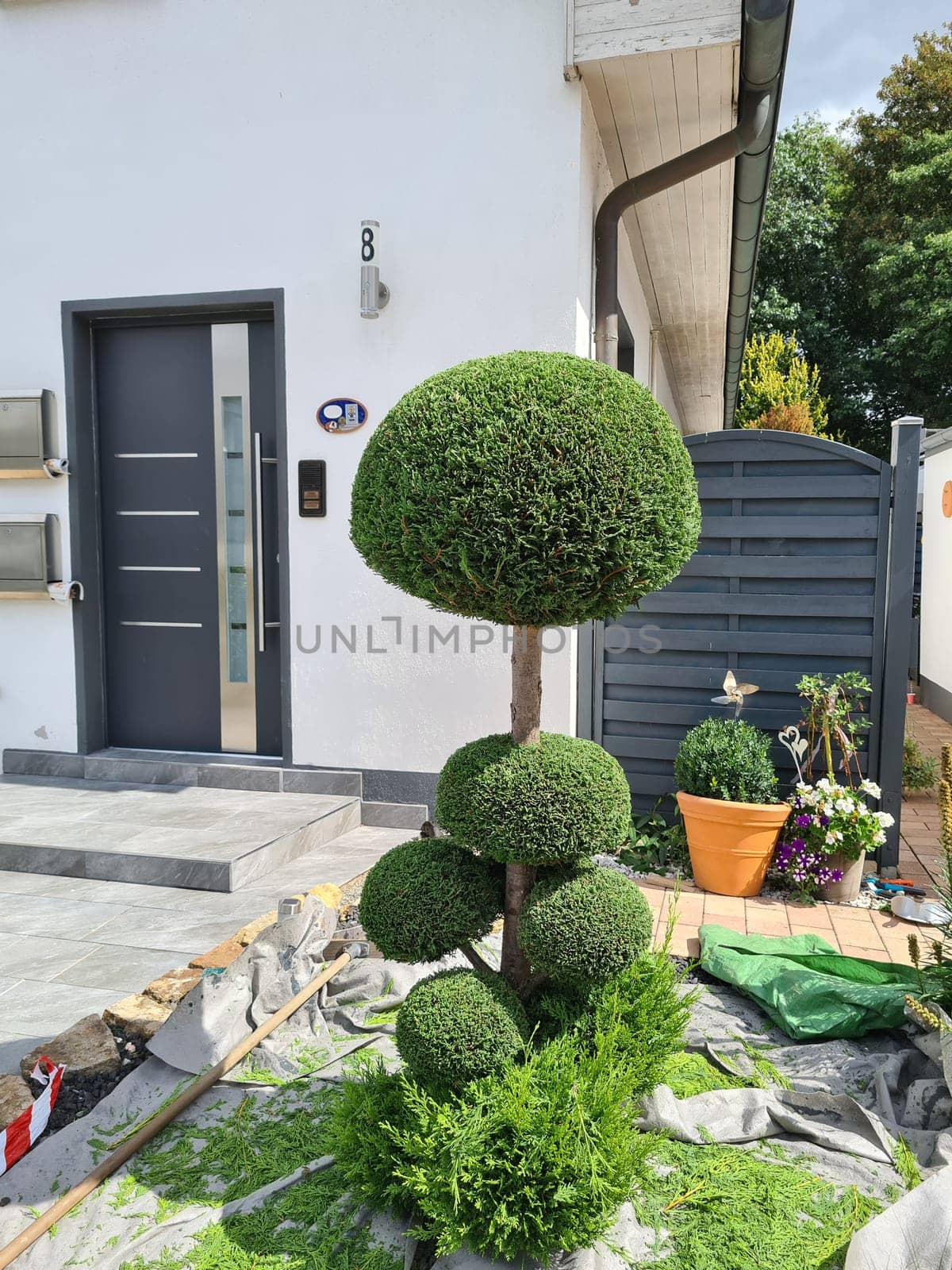 A boxwood is cut