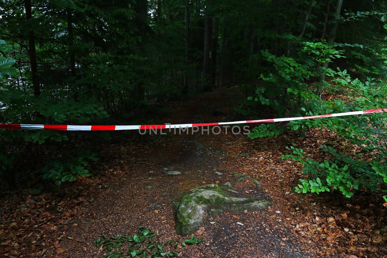 A forest road is closed with a red and white barrier tape
