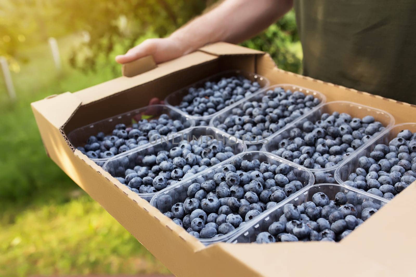 Senior man hands holding box with fresh cultivated blueberry. Healthy eating and Alzheimer or dementia healing concept. Farmer cultivating and harvesting blueberry. Agriculture industry business