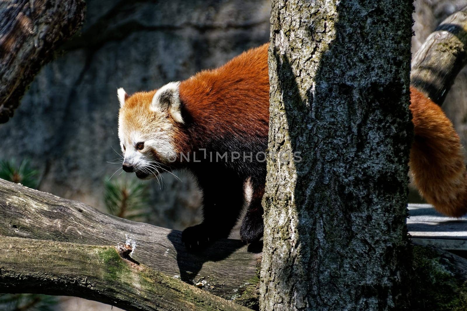small panda