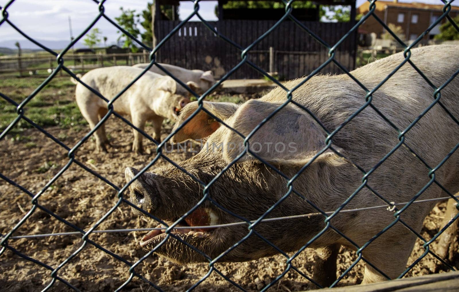 Detail of mammalian animals enclosed, meat industry