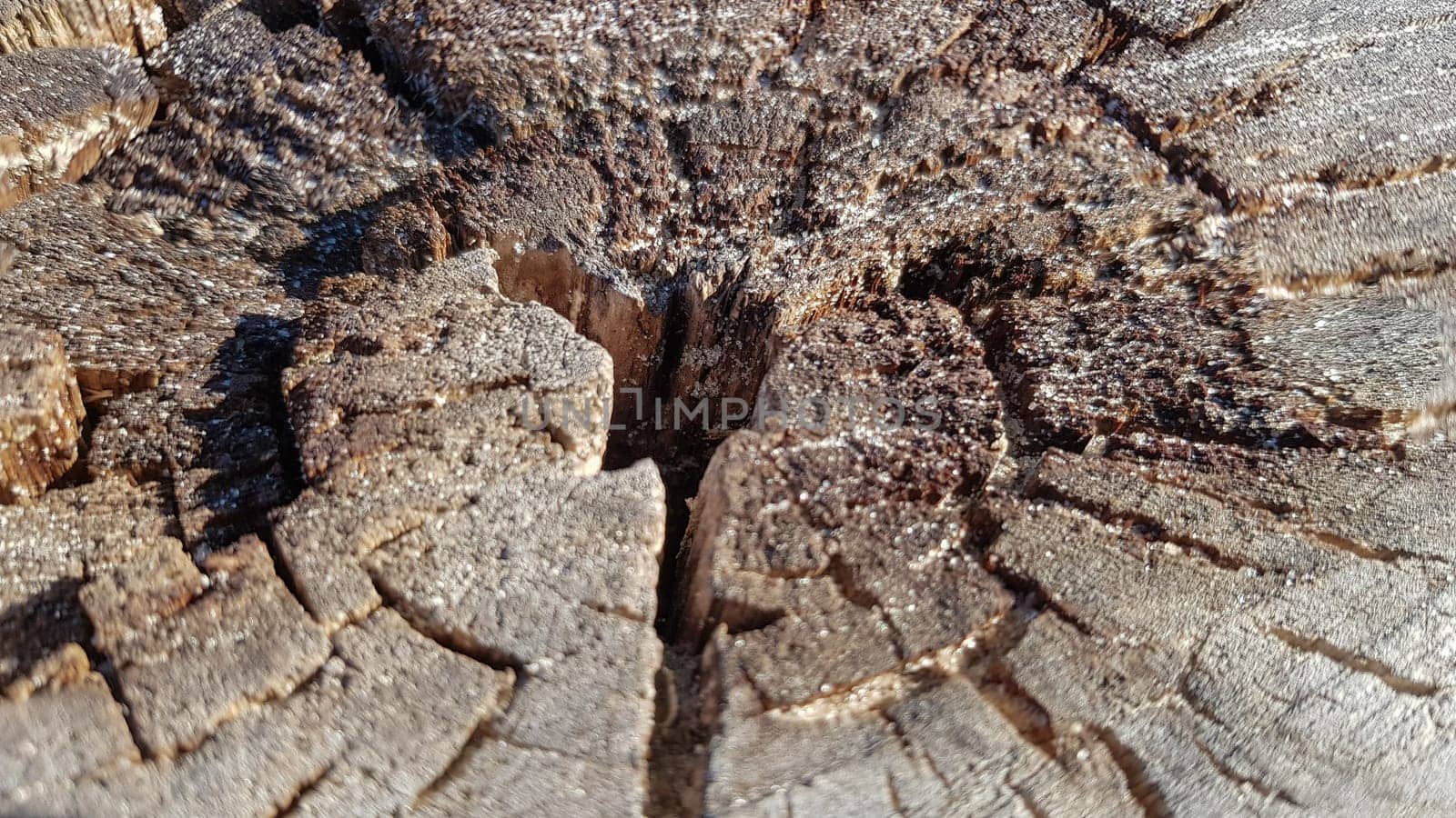 Wooden old stump, wood texture background. Sawn tree with cracks. Round cut down tree with annual rings as a wood texture