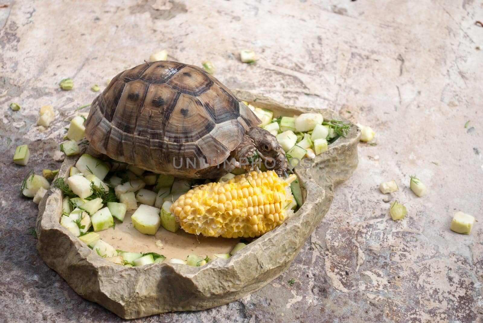 Central Asian turtle alone eats vegetables on a stone.