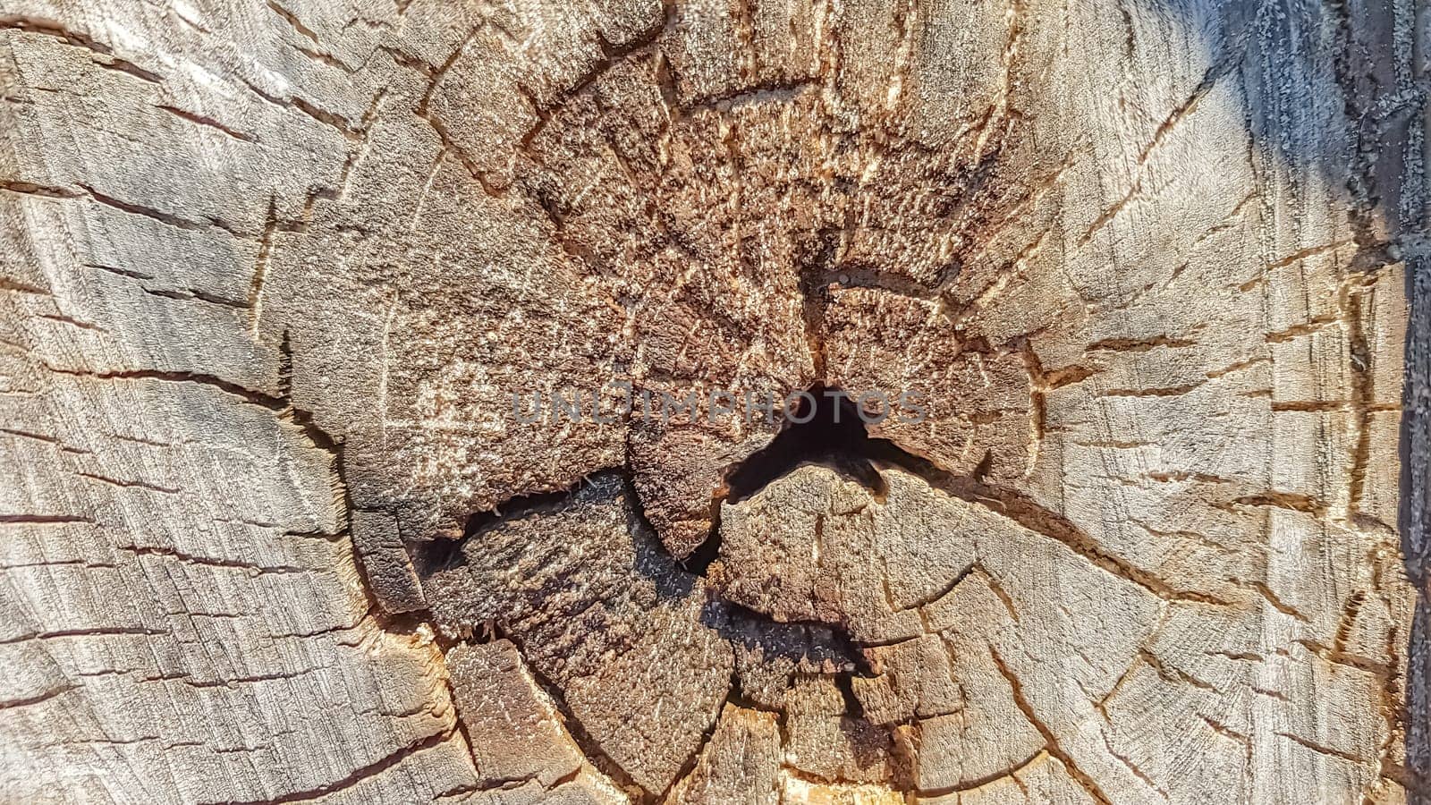 Wooden old stump, wood texture background. Sawn tree with cracks. Round cut down tree with annual rings as a wood texture.