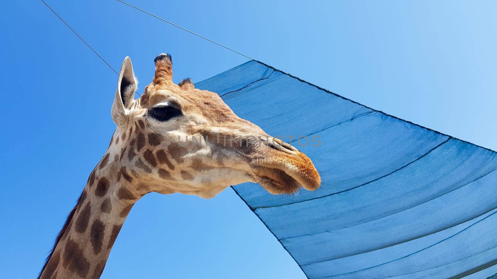 Front at giraffe view against the blue sky.