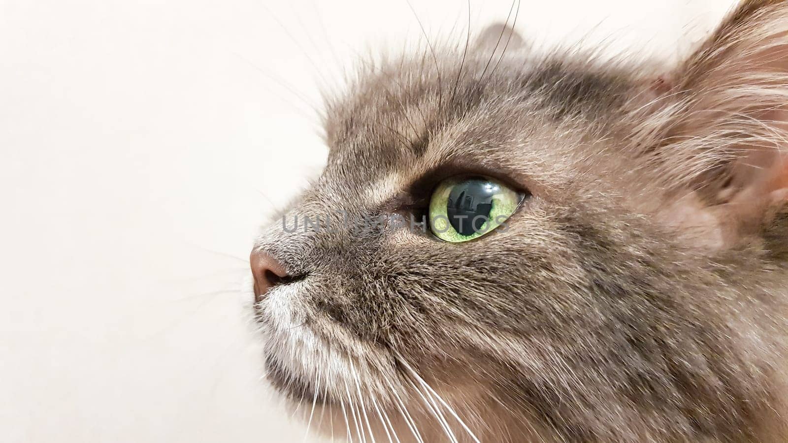 Dark green cat's eye close-up. Gray adult longhair cat series. Cat head close-up on a white wall background. Cat's look at the owner while waiting for food.