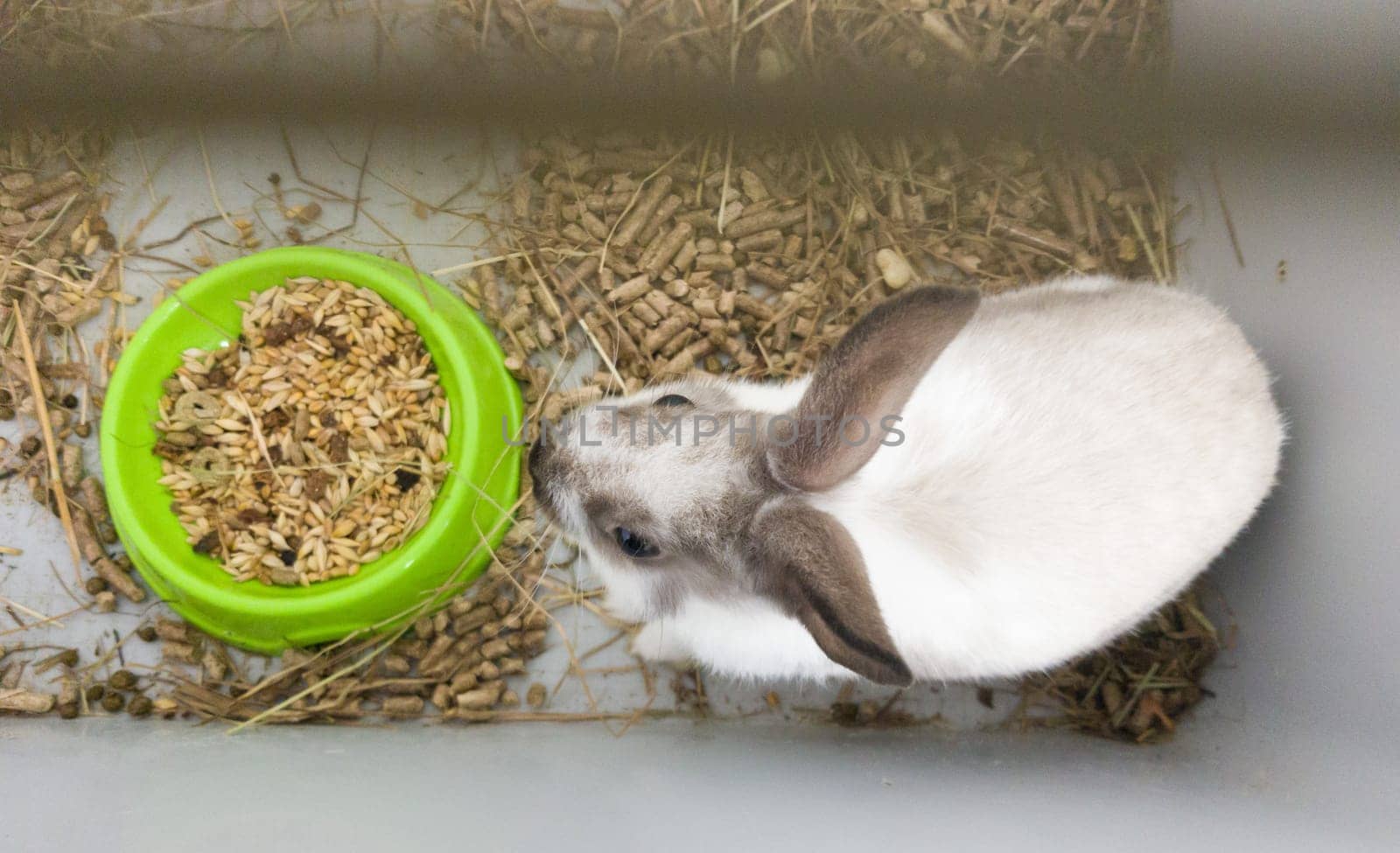 Home decorative rabbit in a gray cage of gray-white color. Rabbit eats from a green bowl. A series of photos of a cute and fluffy rodent pet. Little easter holiday symbol, easter bunny.
