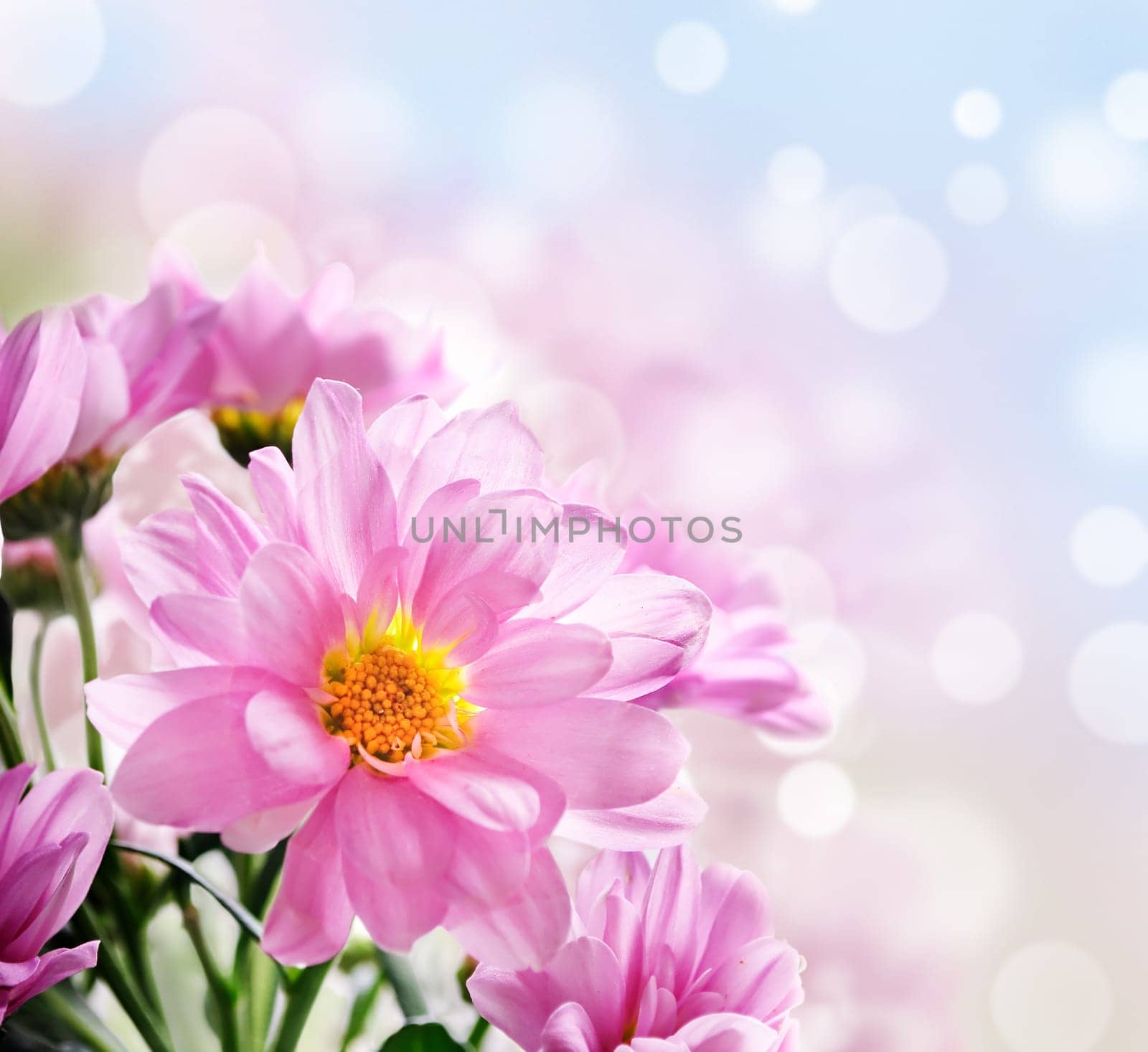 Closeup of beautiful pink flowers in the garden