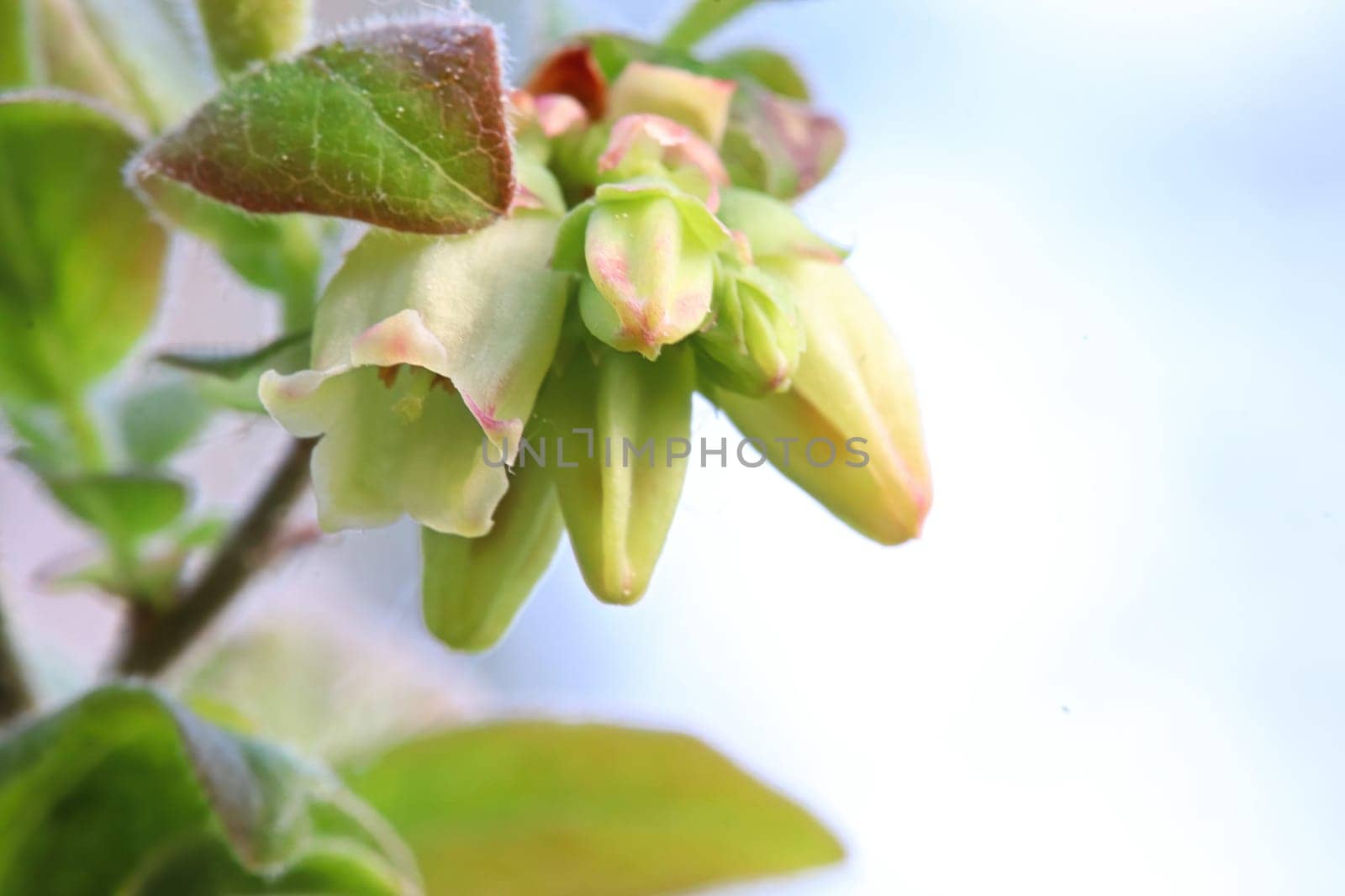 Macro of wild blueberry blossoms in the spring.