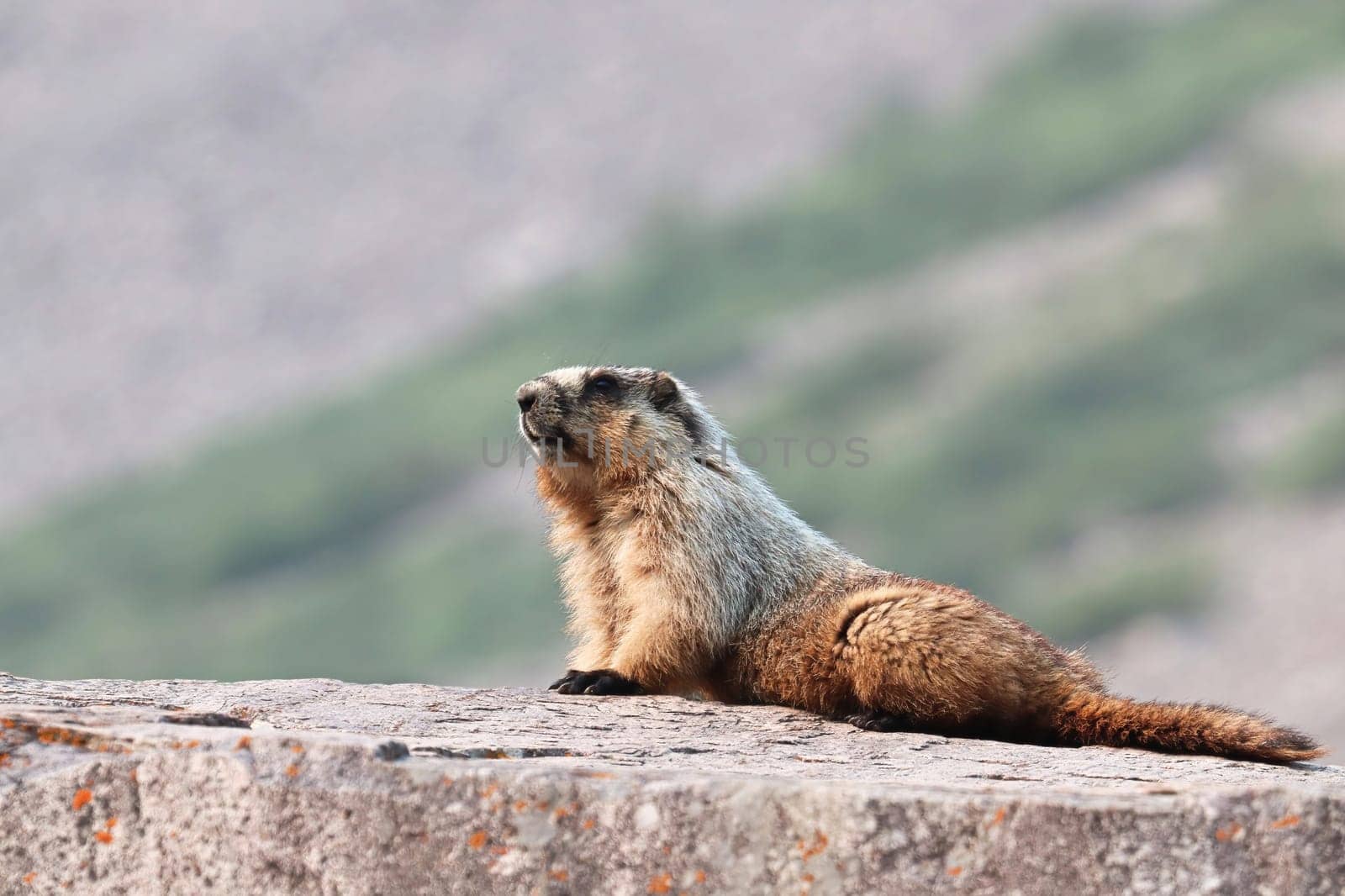 A marmot alert ontop of a large rock.