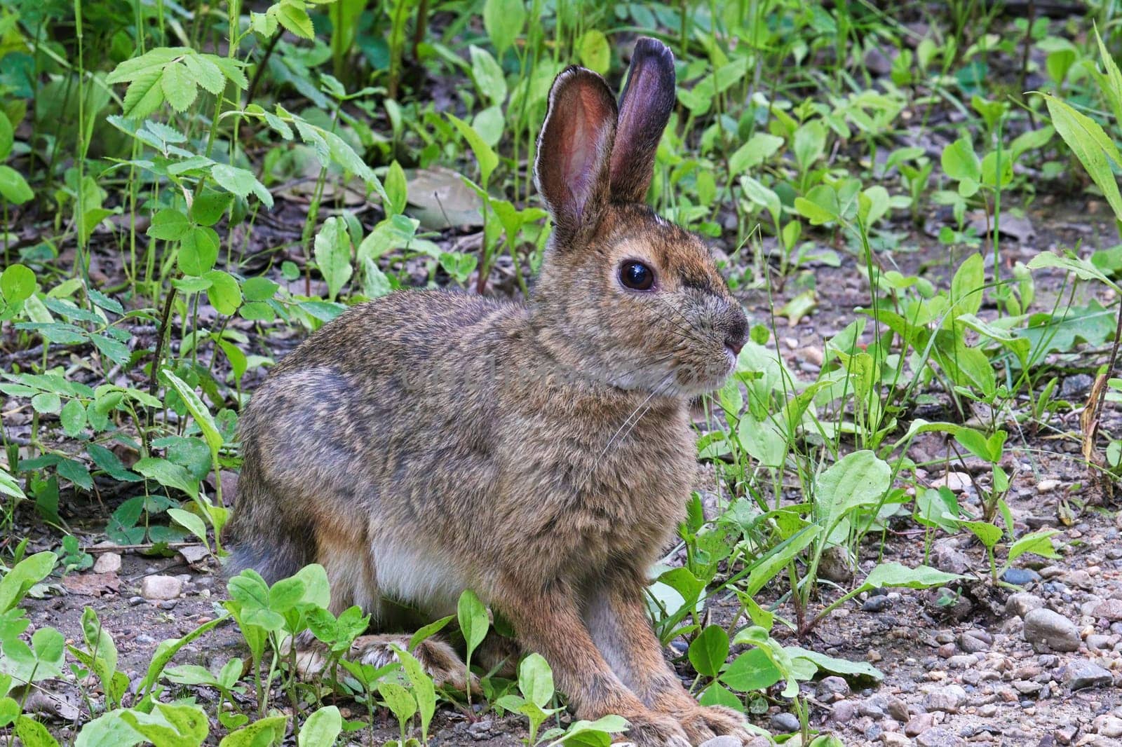 Closeup of a wild rabbit sitting alert.