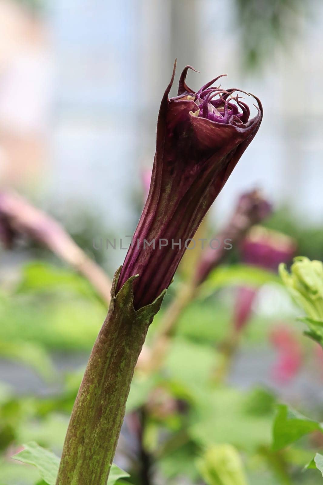 Closeup of the flowers on a Datura plant.