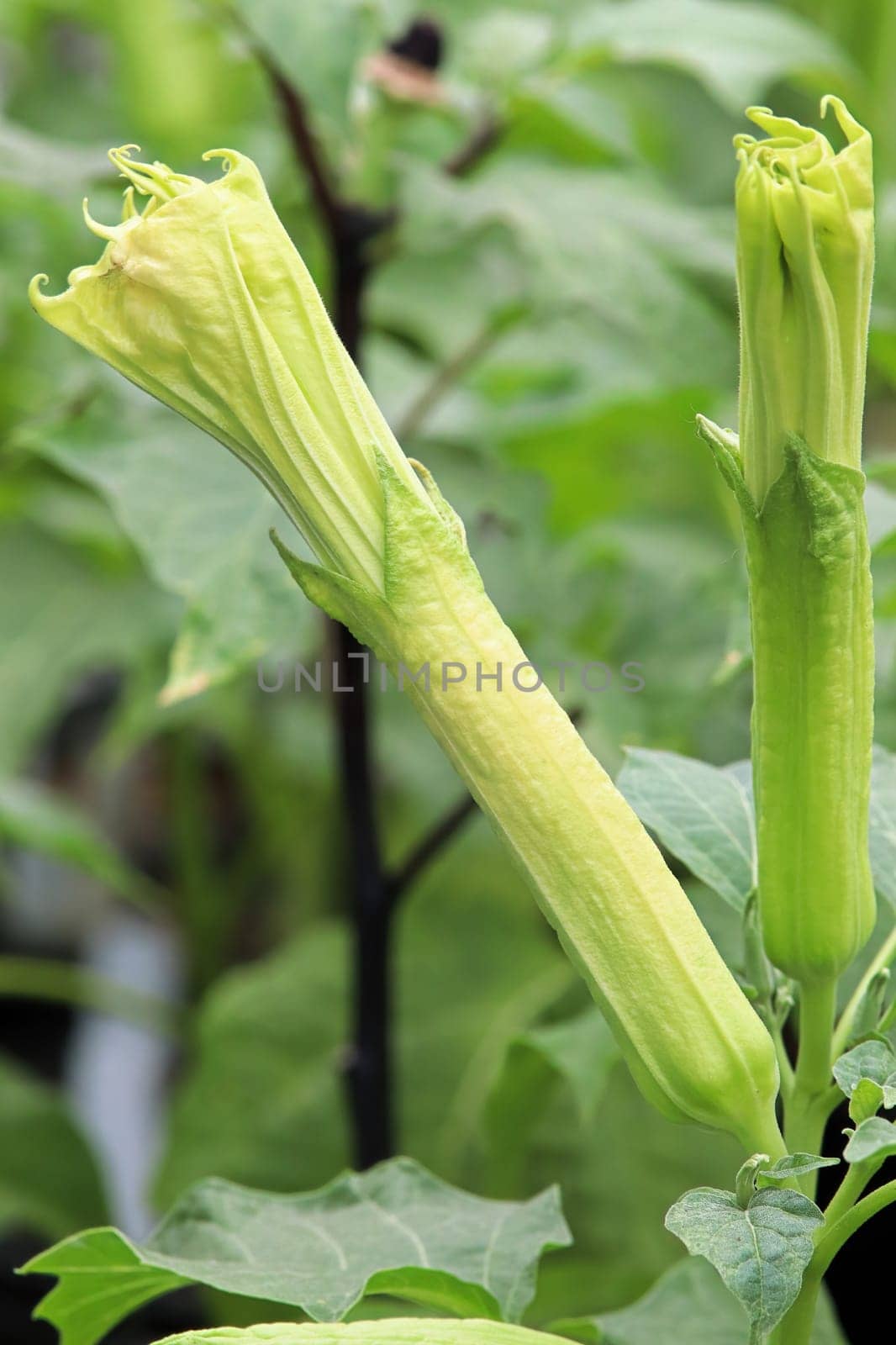 Closeup of the flowers on a Datura plant.