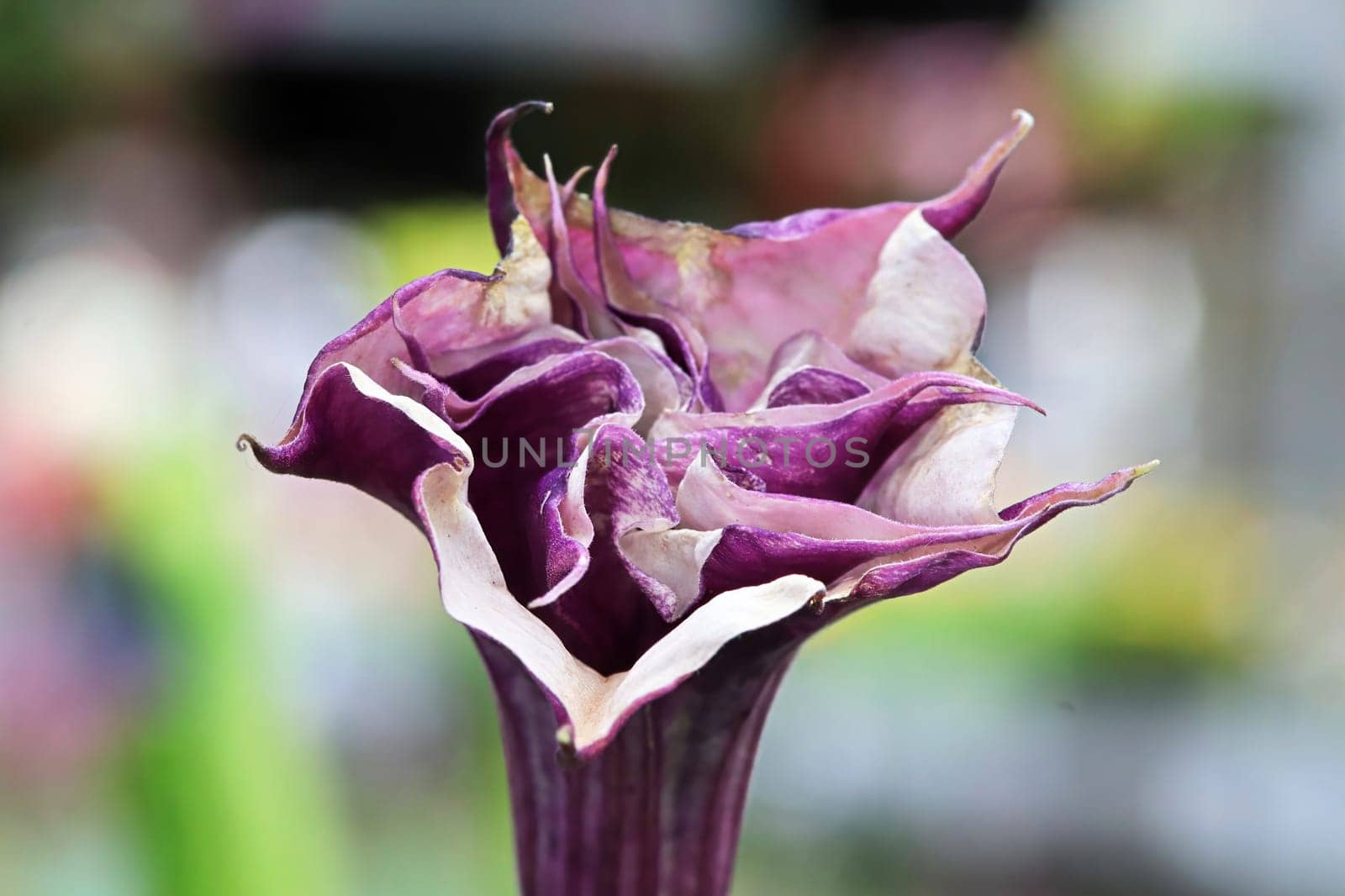 Closeup of the flowers on a Datura plant.