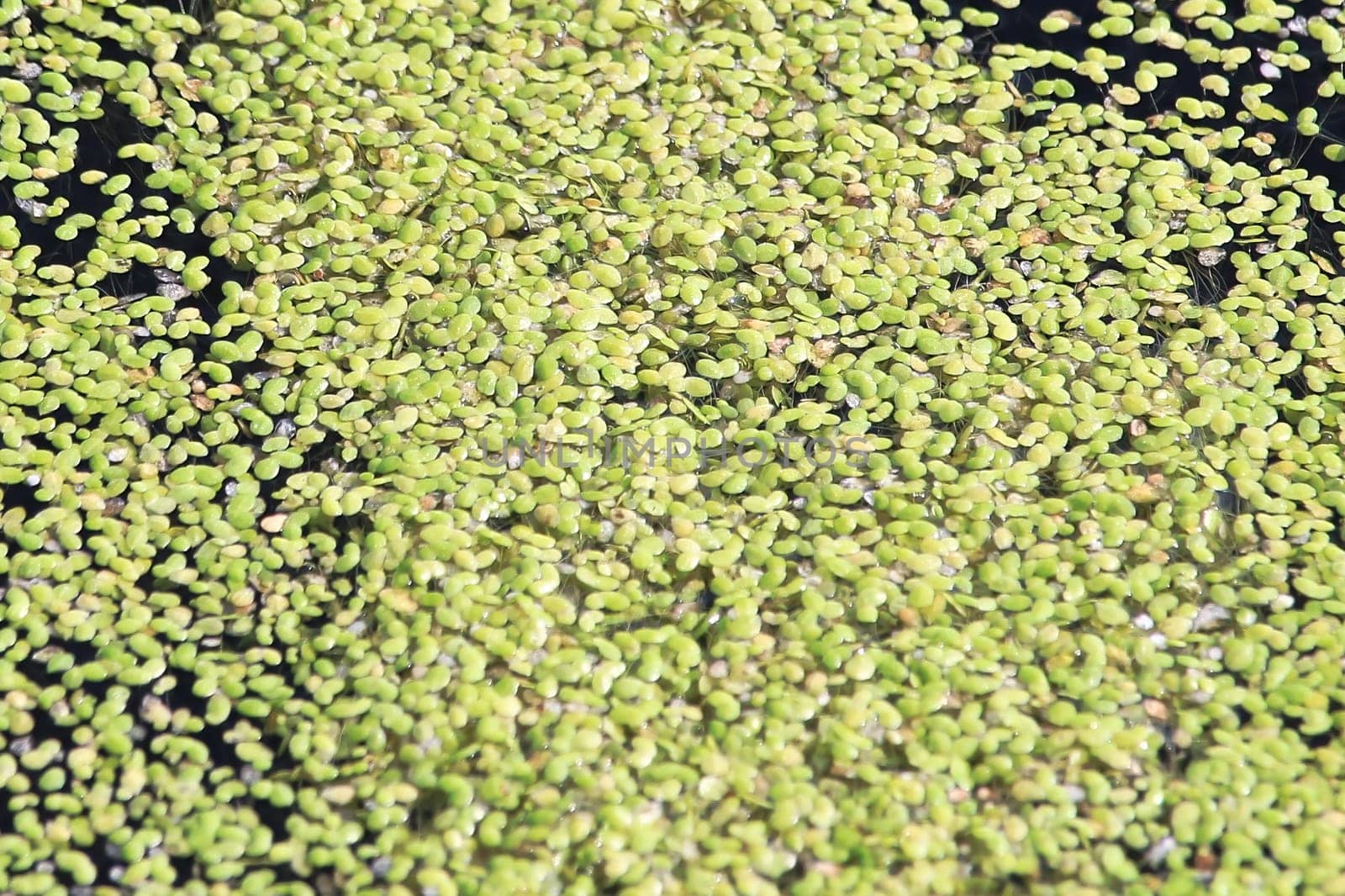 Macro detail of floating green duckweed in water.