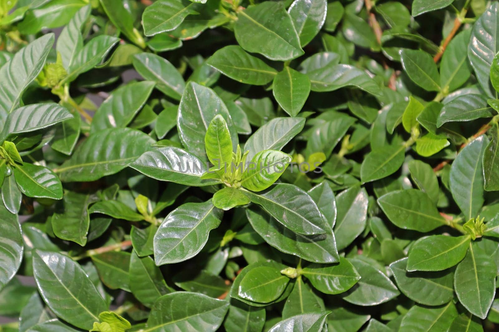Closeup of gardenia house plant green leaves.
