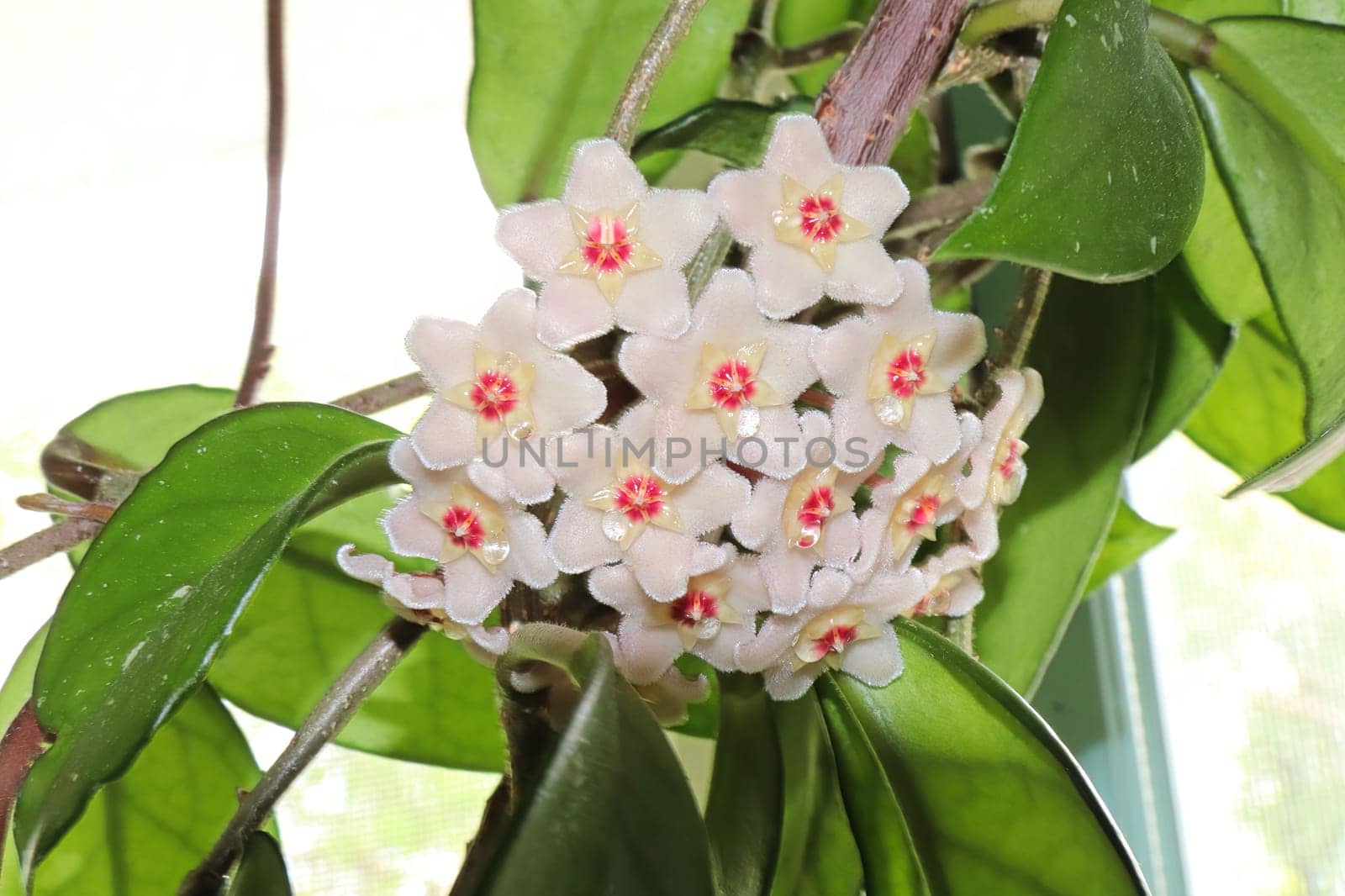 A cluster of hoya flowers against a white background.